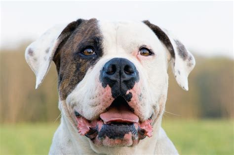  Your American Bulldog should maintain a healthy weight throughout for them to have a happy and healthy life