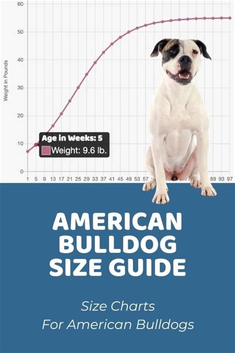  Your American Bulldog size, and general well-being, both physical and emotional are determined by those initial two months that it spends with the breeder