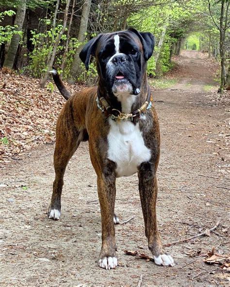  Your Boxer puppy should be given a tour of the home