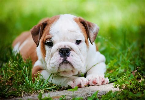  Your English Bulldog Baby at this age, most often do not have their eyes open yet