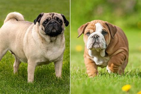  Your English Bulldog Pug mix may grow as tall as 10 to 14 inches and as heavy as 20 to 45 pounds