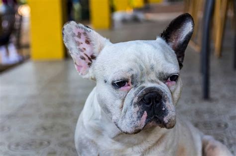  Your French Bulldog May Be Sick or in Pain If your Frenchie is suffering from another underlying condition, such as arthritis, or is suffering from mobility problems, they may not drink enough water