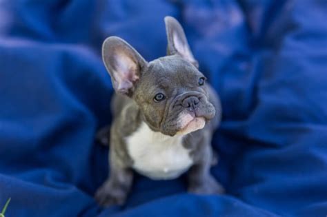  Your French Bulldog needs positive Reinforcements through Verbal and Physical Rewards French Bulldogs are highly emotional and can become sad when scolded