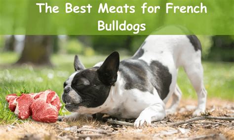  Your French bulldog can tolerate meat such as beef, chicken and turkey