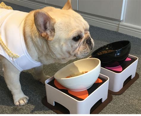  Your Frenchie bowl is one of the most important essential products in their life since he or she will eat and drink out if it multiple times a day