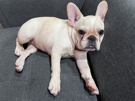  Your Frenchie might start to lose muscle mass and have trouble standing