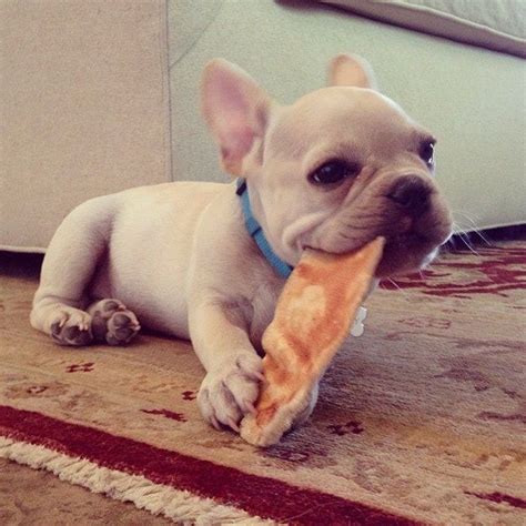  Your Frenchie not eating could be due to food quality, such as the following things: french bulldog not eating and throwing up Food That Has Gone Rotten can affect French Bulldogs appetite Several dogs keep refusing rotten food, which usually occurs when fats inside have broken down due to poor storage or age