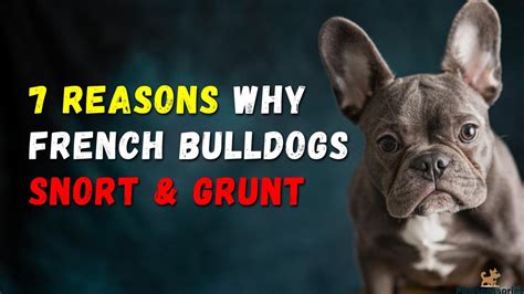  Your Frenchton will likely snort, grunt, and be prone to gas — these are all normal occurrences