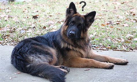  Your GSD should be comfortable in all situations, and with all types of company as their bond with humans should be well established