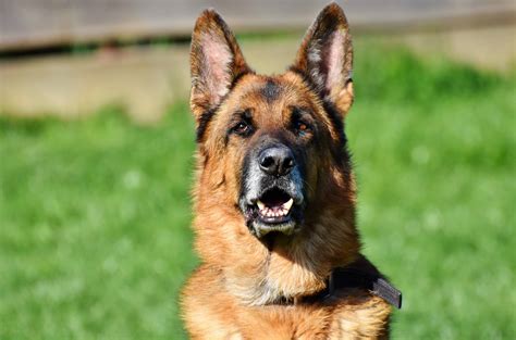  Your GSD will thrive if you provide plenty of opportunities to use their athletic abilities, including jumping, swimming, or running