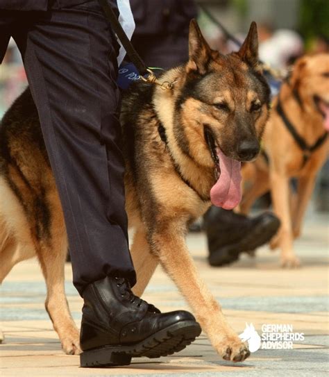  Your German Shepherd was bred to be protective, and they are territorial by nature, so it is its instinct to protect you and your home