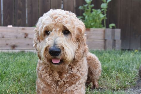  Your Goldendoodle will be thrilled to join the whole family for summer fun at the beach, lake, or swimming pool, but be sure to provide your pooch with a doggy life vest in open waters, and teach him how to enter and exit a swimming pool by using the steps