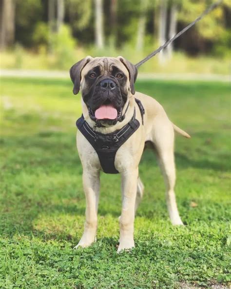  Your Guide to Adopting a Dog for the First Time Bullmastiffs aren