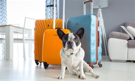  Your Traveling Pet Needs Clear Identification One of the most important things to remember when traveling with pets is that your cat or dog should always have proper identification on their body