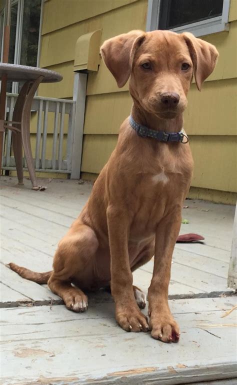  Your Vizsla Labrador mix will range in size from inches cms and weigh lbs kgs