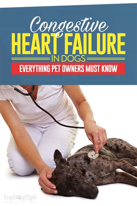  Your attention to cardiac management could be the difference between a dog who ends up with congestive heart failure and one that does not