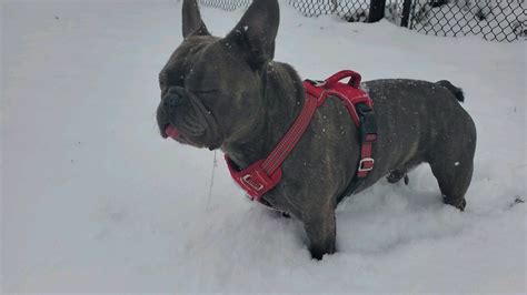  Your average Frenchie loves to romp around in the snow for a little while or splash around in a puddle