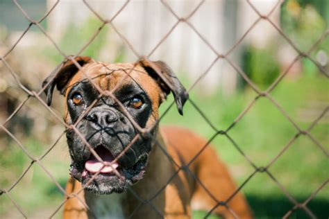  Your boxer should be allowed to play in a fenced area and on-leashed since it is likely to jump and leap around in excitement