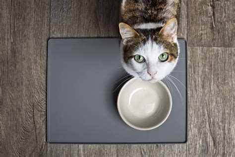  Your cat will associate their food bowl with eating and will likely lick the CBD oil right up