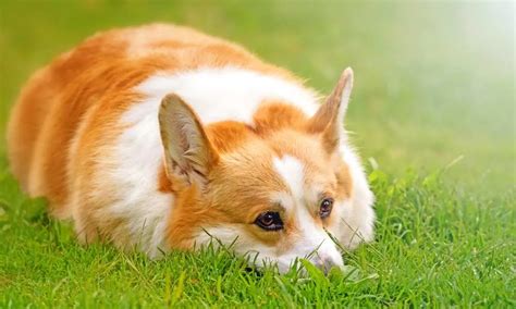  Your corgi is prone to diseases like Obesity