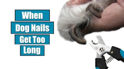  Your dog can end up hurting you unintentionally if the nails are too long