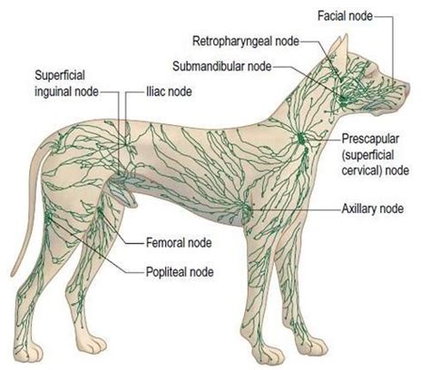  Your dog has external lymph nodes under his chin, mid neck, armpits, groin area, and behind his knees