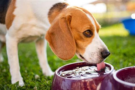  Your dog may compensate for the dryness by drinking more water