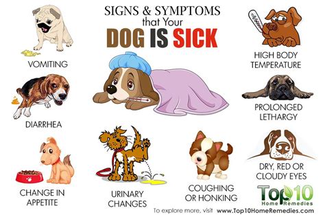  Your dog may not eat also due to the stomach virus
