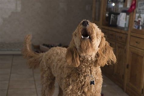  Your dog may now bark when a family member or friend comes over
