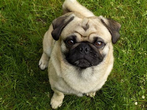  Your dog may or may not be a purebred Pug and may or may not have papers