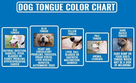  Your dog might have a splotchy multi-colored tongue