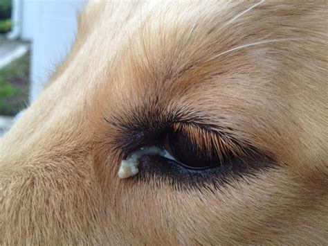  Your dog might have discharge or pus coming out of the eye, increased production of tears, and keep its eye closed eye most of the time