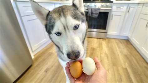  Your dog might prefer small pieces of chicken or other proteins