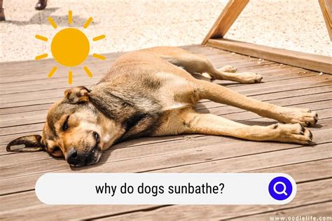  Your dog will get supervised playtime with other dogs and have lots of room to sunbathe