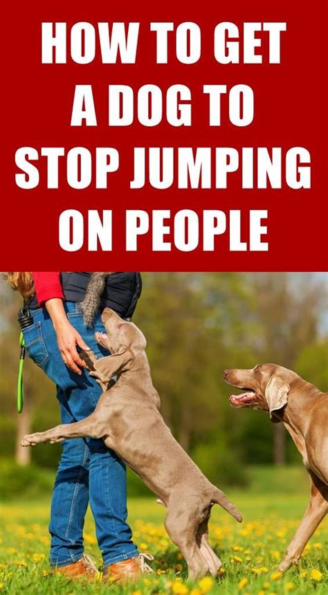  Your dog will learn not to jump on people