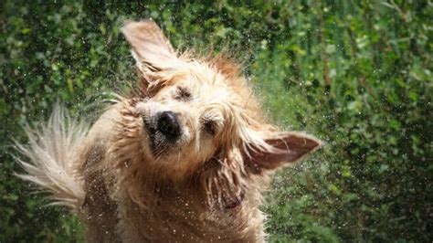  Your dog will shake out the remaining liquid by shaking its head