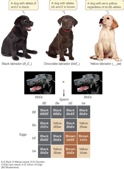  Your dogs genetics determine if your puppy will fade