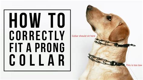  Your pet must not always wear pinch collar - it may be used only during training and only when all other measures to make your pet obedient have been already tried