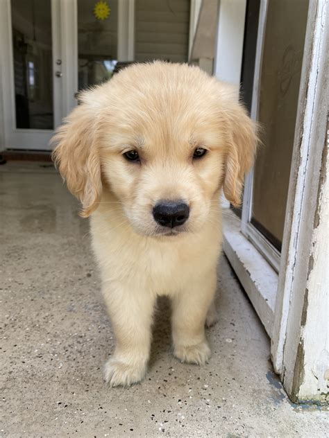  Your pup deserves better than that, which is why here at My Golden Retriever Puppies , we ensure high-quality care is taken of your pet at all times