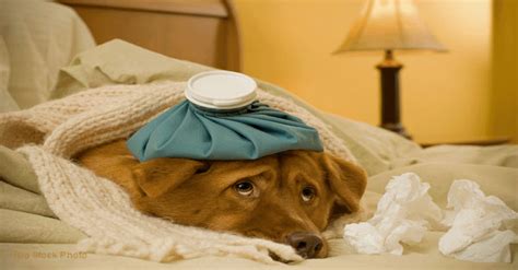  Your pup does not feel well