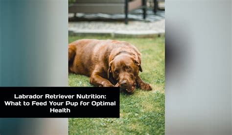  Your pup will be on its path to optimal health and vitality with the proper diet! As far as daily feedings go, it