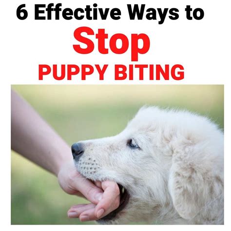  Your pup will learn that we don