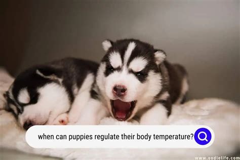  Your puppy can regulate his body temperature more effectively and will start to cut his first teeth in preparation for weaning