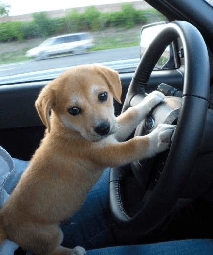  Your puppy can then be driven to you or we can meet you somewhere in between