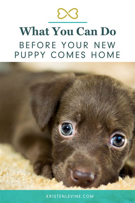  Your puppy comes home with the following