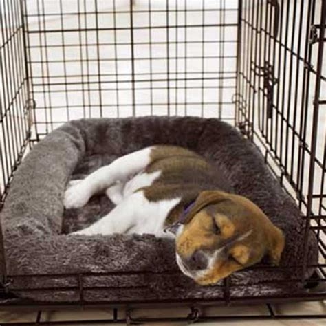 Your puppy will need: a crate for sleeping and training during the early days quality puppy-grade food a leash and harness plenty of toys You may also wish to purchase a puppy gate if there are areas of your home that you want to keep your Pug away from