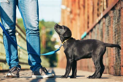  Your puppy will quickly learn the basic tricks and behaviors, ensuring it grows into a well-mannered adult dog