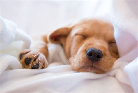  Your puppy will sleep in longer stretches at night but will still need to get up to relieve its small bladder and stretch