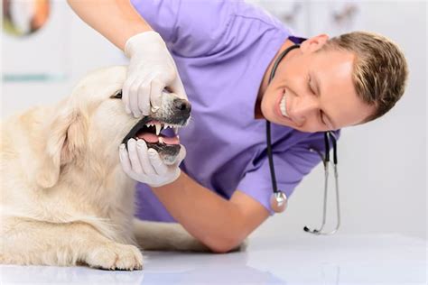  Your vet can help you develop a care routine that will keep your dog healthy