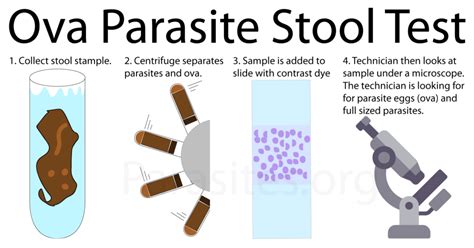  Your vet can take a poop sample to test for parasites and give you medicine if you are not sure what they might be infected with and what to treat with